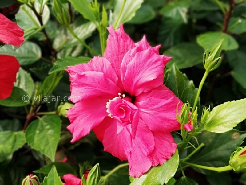 عکس شماره 21 - دهکده گل محلات