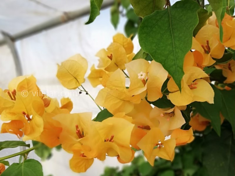 عکس شماره 22 - دهکده گل محلات