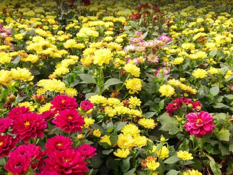 عکس شماره 23 - دهکده گل محلات