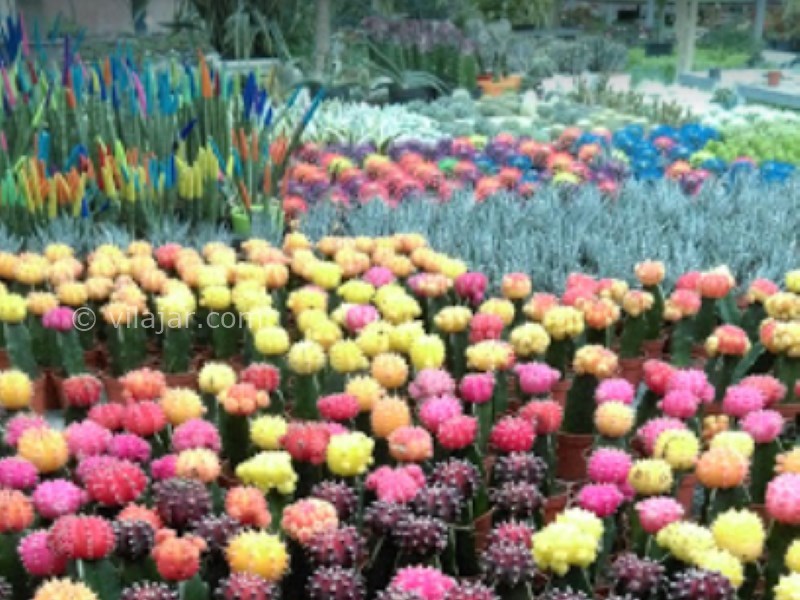 عکس شماره 24 - دهکده گل محلات