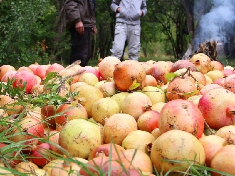 عکس شماره 3 - جشن انار در ایران