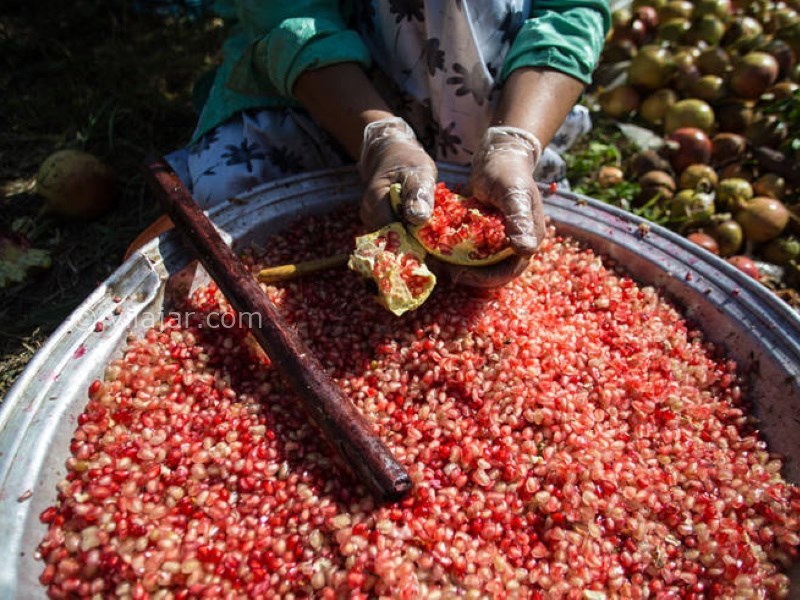 عکس شماره 4 - جشن انار در ایران