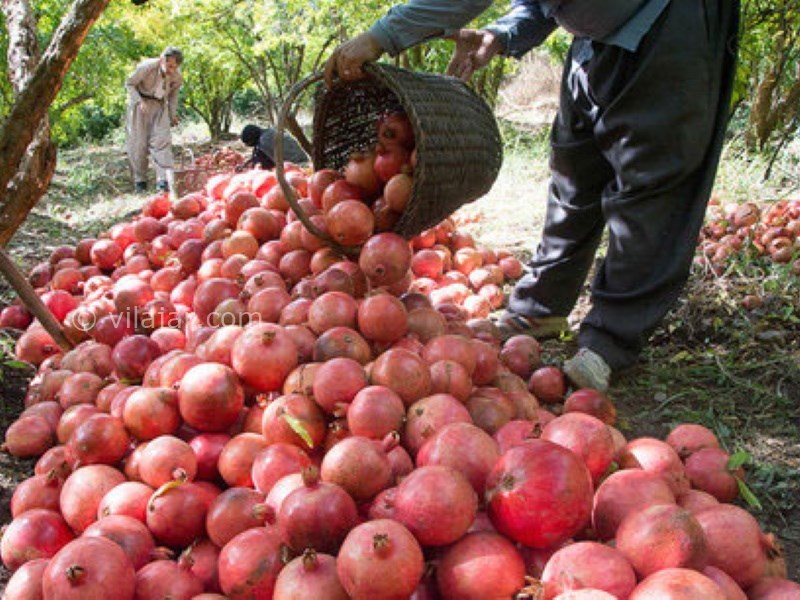 عکس شماره 6 - جشن انار در ایران