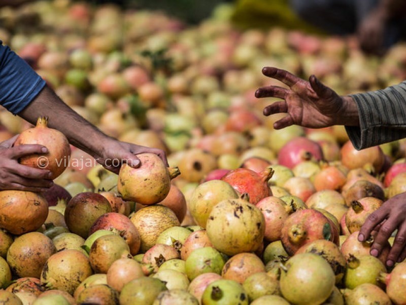 عکس شماره 7 - جشن انار در ایران