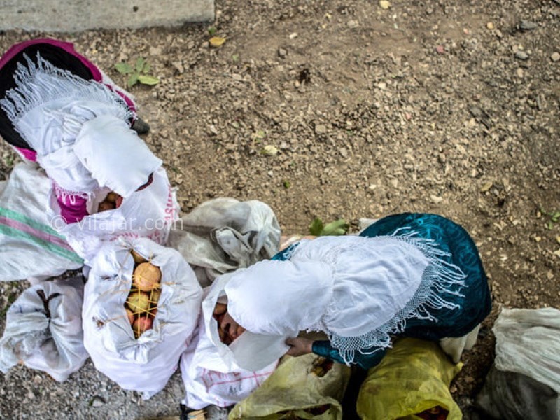 عکس شماره 8 - جشن انار در ایران