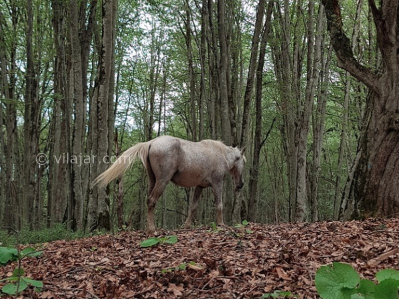 عکس شماره 13 - جنگل الیمستان کجاست؟