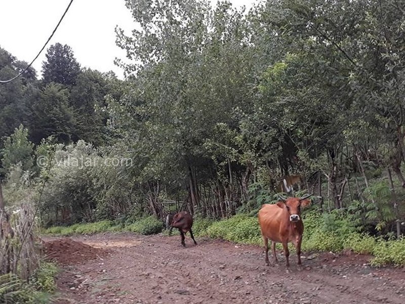 عکس شماره 6 - روستای چی چی نی کوتی