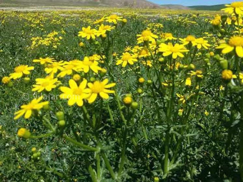 عکس شماره 3 - دشت مغان اردبیل
