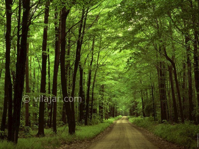 عکس اصلی شماره 1 - جنگل بونده در محمود آباد