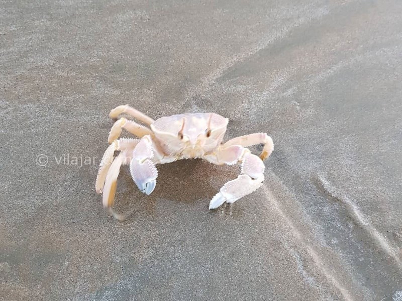 عکس شماره 28 - روستا و بندر بریس