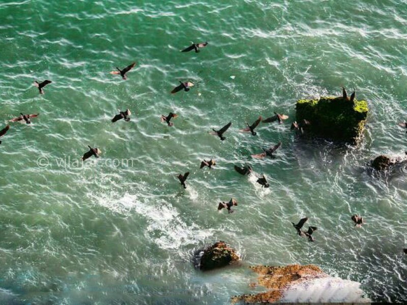 عکس شماره 31 - روستا و بندر بریس