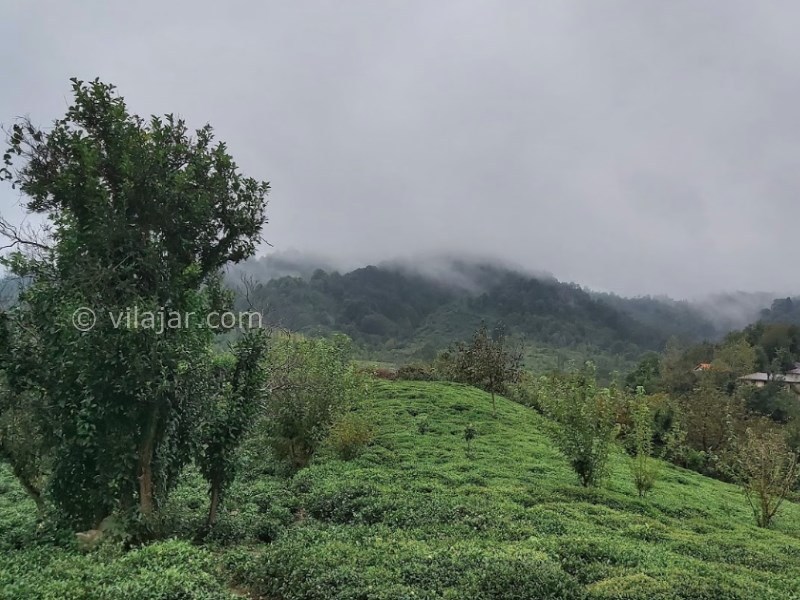 عکس شماره 6 - لیلا کوه لنگرود