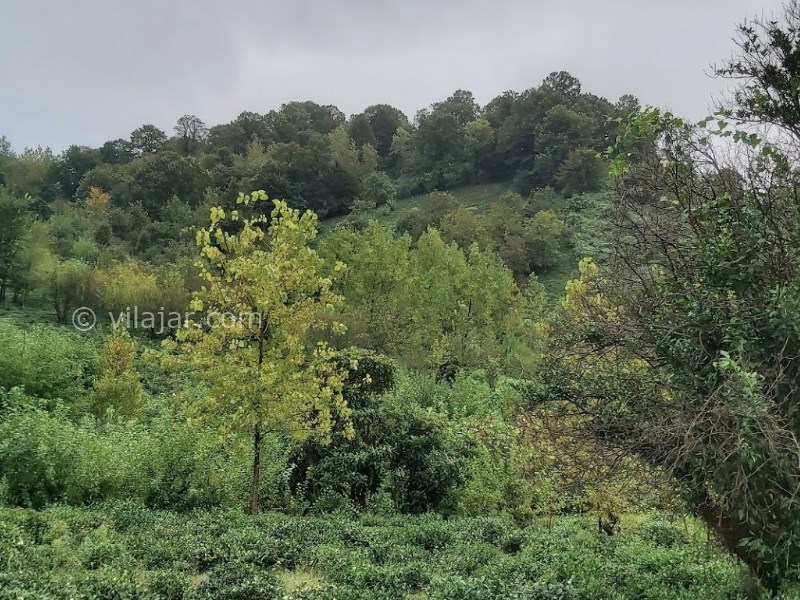 عکس شماره 7 - لیلا کوه لنگرود