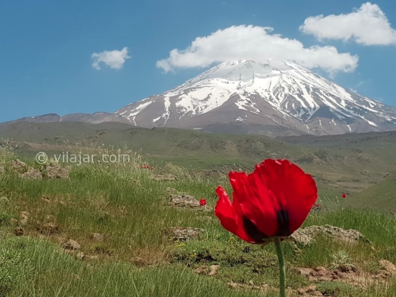 عکس اصلی شماره 2 - دشت شقایق های وحشی لار