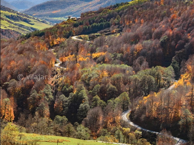 عکس شماره 8 - جنگل راش سوادکوه