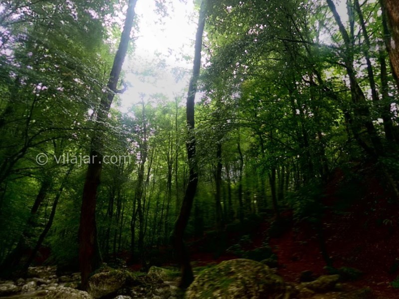 عکس شماره 9 - جنگل راش سوادکوه