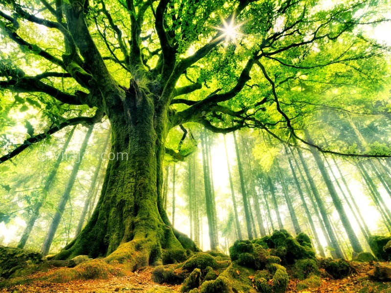 عکس اصلی شماره 1 - جنگل راش سوادکوه