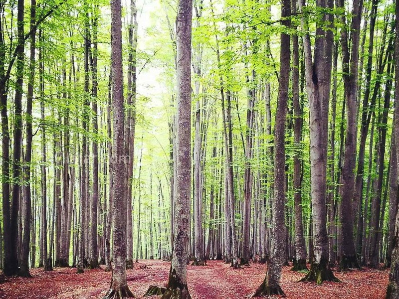 عکس اصلی شماره 10 - جنگل راش سوادکوه