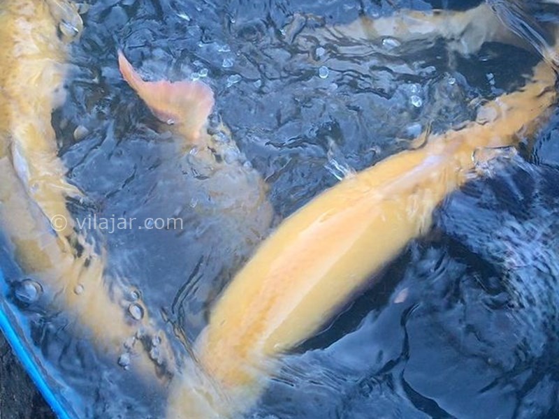 عکس شماره 9 - دریاچه امامزاده علی (پشنگ)