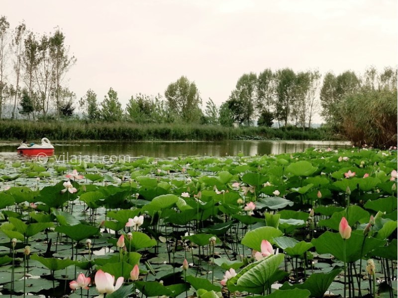 عکس شماره 6 - بوستان نیلوفر آبی آبندانسر