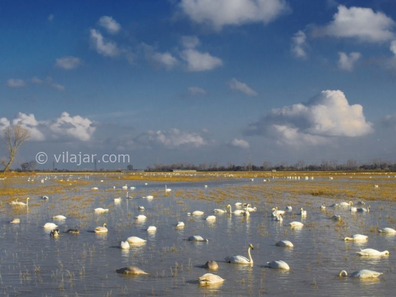 عکس شماره 6 - تالاب سرخرود