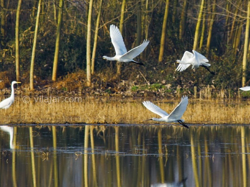 عکس شماره 7 - تالاب سرخرود