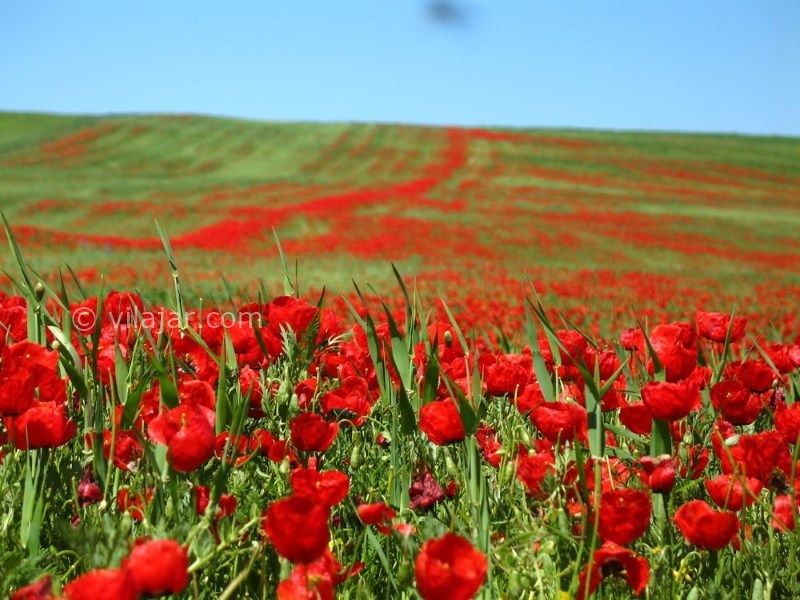 عکس شماره 4 - سفر به دشت سوسن