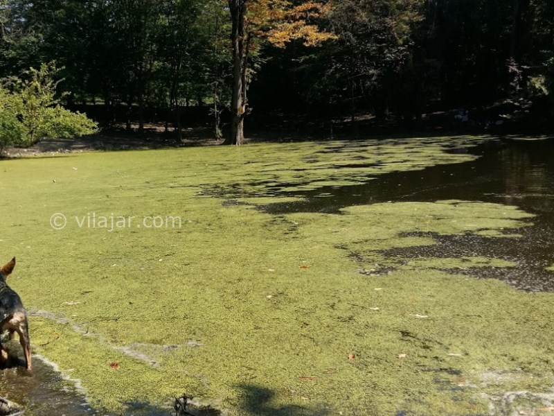 عکس شماره 6 - مرداب هسل در چالوس