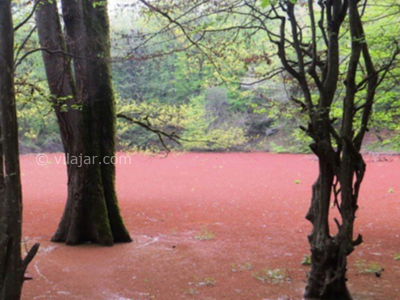 عکس شماره 8 - مرداب هسل در چالوس