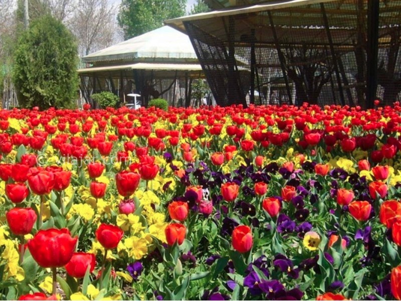 عکس شماره 7 - باغ گلها (پارک چمران) در کرج