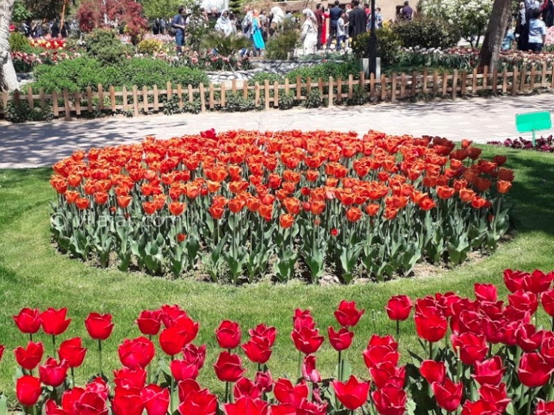 عکس شماره 9 - باغ گلها (پارک چمران) در کرج