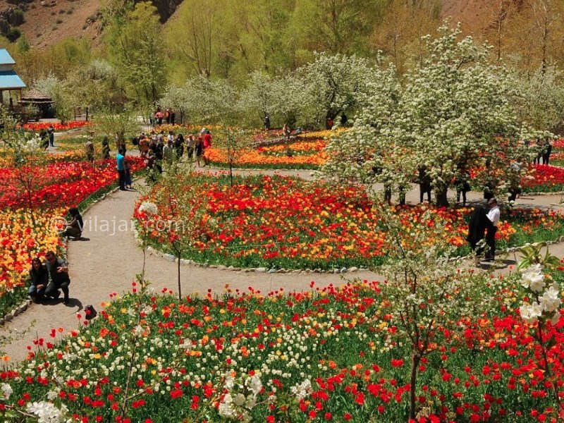 عکس شماره 6 - باغ لاله گچسر جاده چالوس