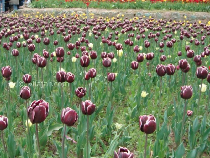 عکس شماره 7 - باغ لاله گچسر جاده چالوس