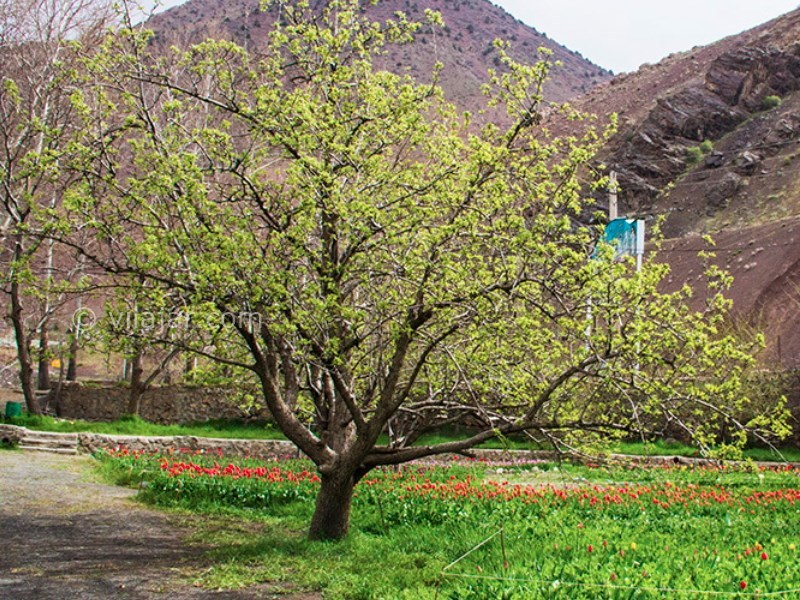 عکس شماره 8 - باغ لاله گچسر جاده چالوس