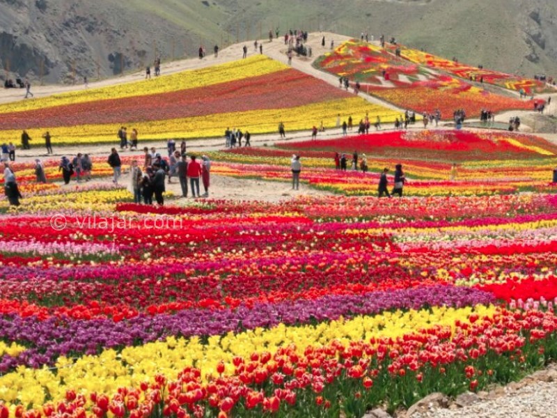 عکس شماره 9 - باغ لاله گچسر جاده چالوس