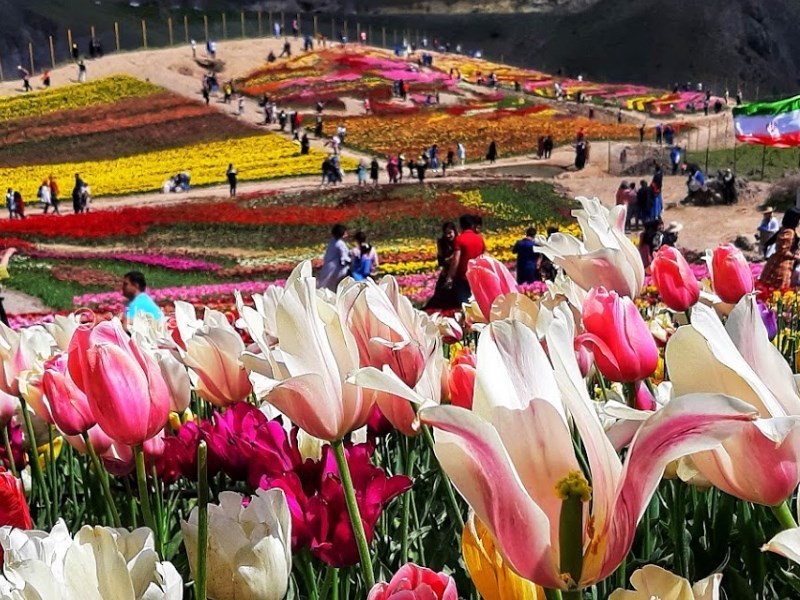 عکس شماره 3 - دشت لاله کندر