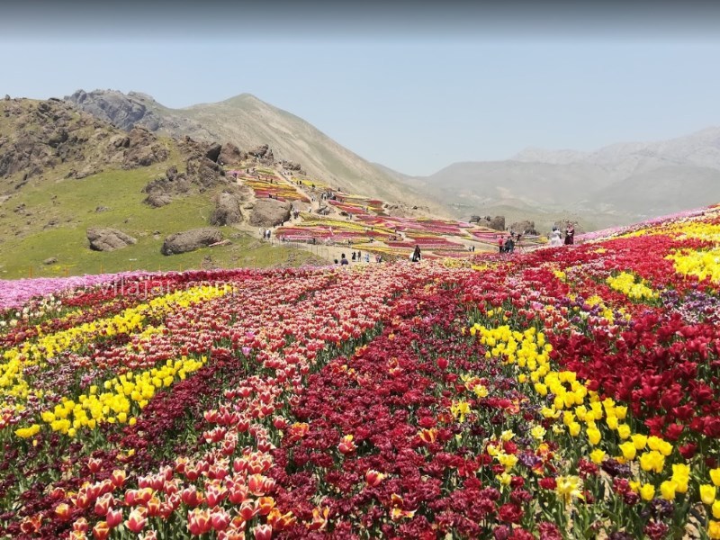 عکس شماره 4 - دشت لاله کندر