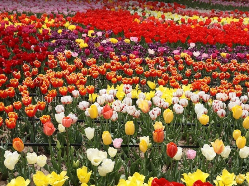 عکس شماره 5 - دشت لاله کندر