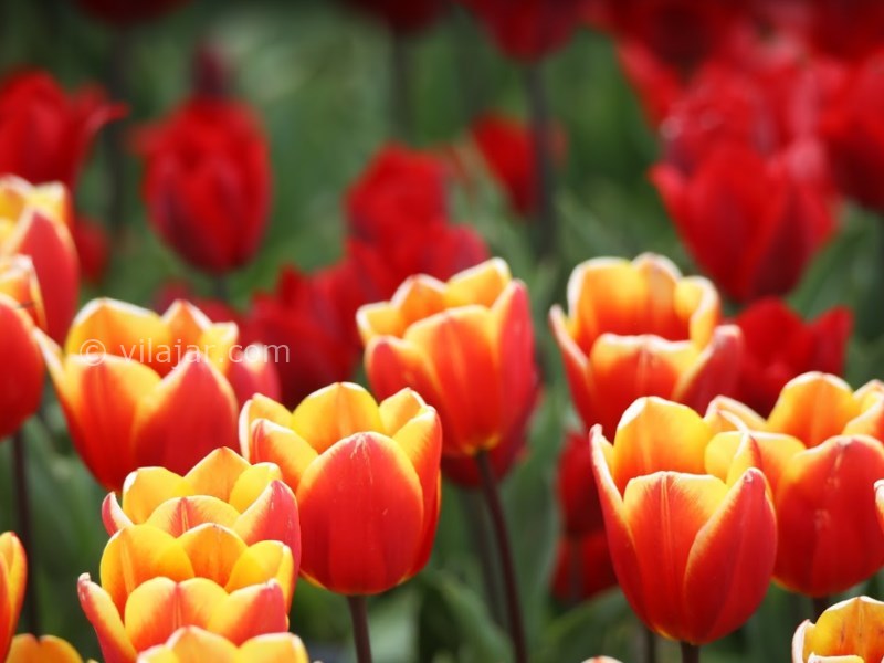 عکس شماره 7 - دشت لاله کندر