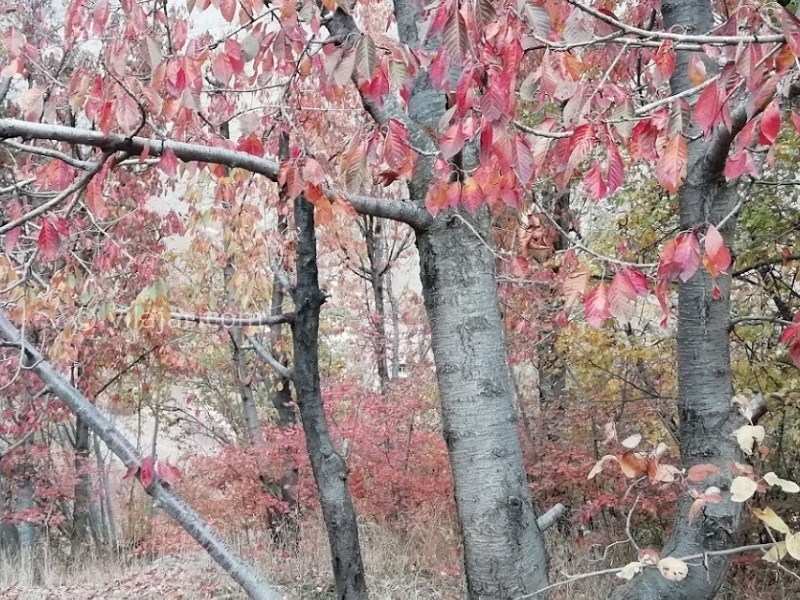 عکس شماره 5 - روستای کند علیا لواسان