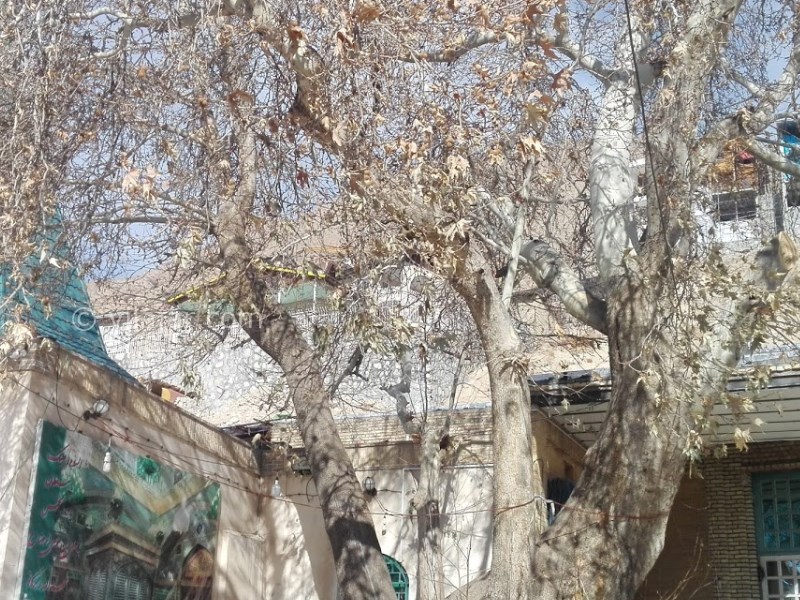 عکس شماره 14 - روستای آینه ورزان