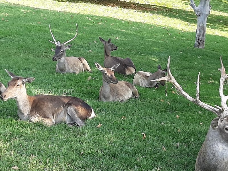 عکس شماره 14 - پارک ملت تهران
