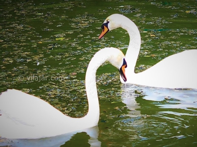 عکس شماره 16 - پارک ملت تهران