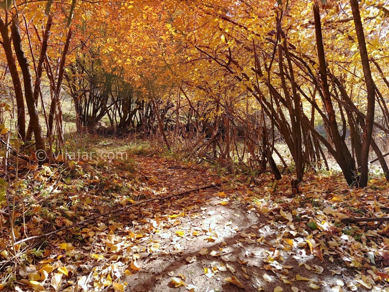 عکس شماره 5 - روستای امامه