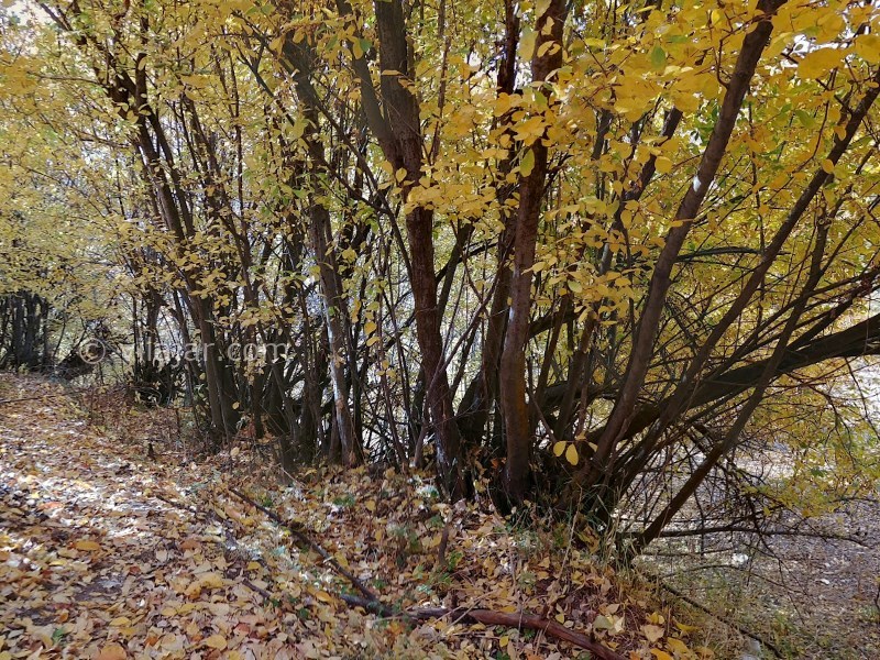 عکس شماره 6 - روستای امامه