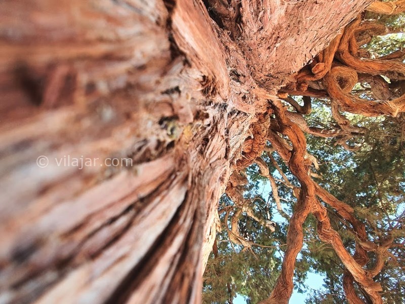 عکس شماره 3 - سرو سیرچ کرمان