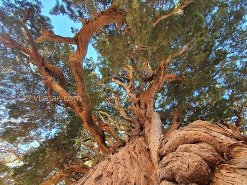 عکس شماره 4 - سرو سیرچ کرمان