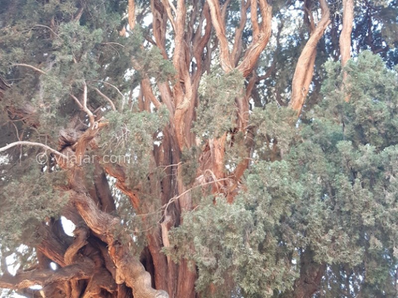 عکس شماره 5 - سرو سیرچ کرمان