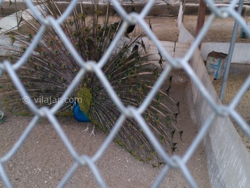 عکس شماره 11 - قمصر کاشان