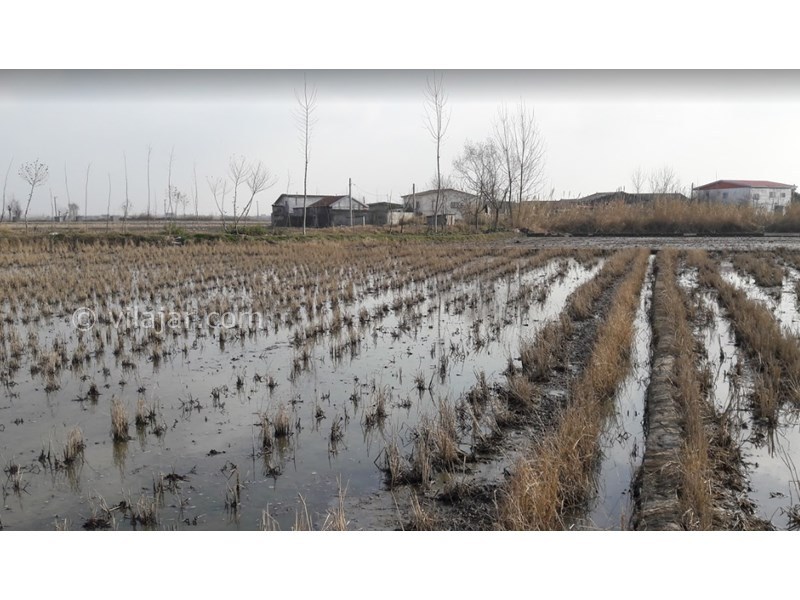 عکس شماره 4 - تالاب فریدونکنار